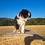 Angèle participe au concours pour gagner de l'argent avec cette photo : puppy, dog, hay_bale, field, outdoor, nature, sky, blue_sky, grass, trees, mountains, sunlight, shadow, animal, curious, fur, rural, landscape, cute, young