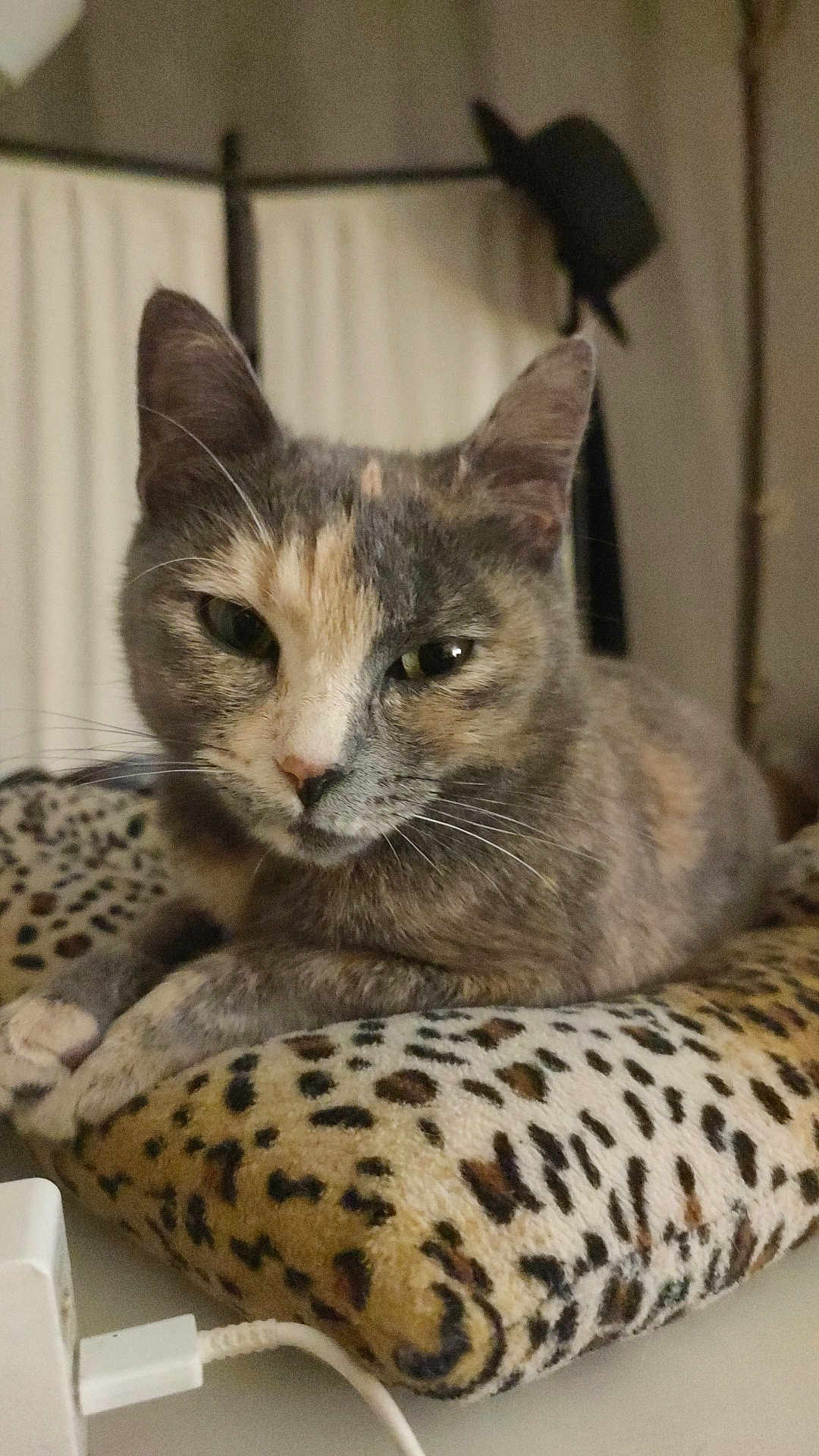 Sata a rejoint le concours — aidez-le/la à gagner de superbes lots ! cat, feline, animal, pet, resting, cushion, leopard_print, indoor, cozy, fur, whiskers, ears, face, closeup, domestic, cute, relaxed, table, charger, accessory