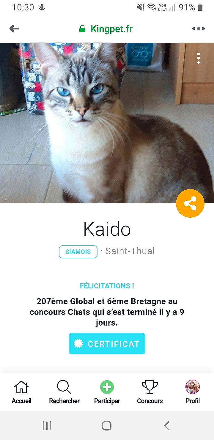 Kaido a rejoint le concours — aidez-le/la à gagner de superbes lots ! advertising, box, brand, carnivore, cat, cat_supply, comfort, domestic_short_haired_cat, felidae, font, fur, internet_meme, logo, photo_caption, screenshot, small_to_medium_sized_cats, snout, whiskers, window