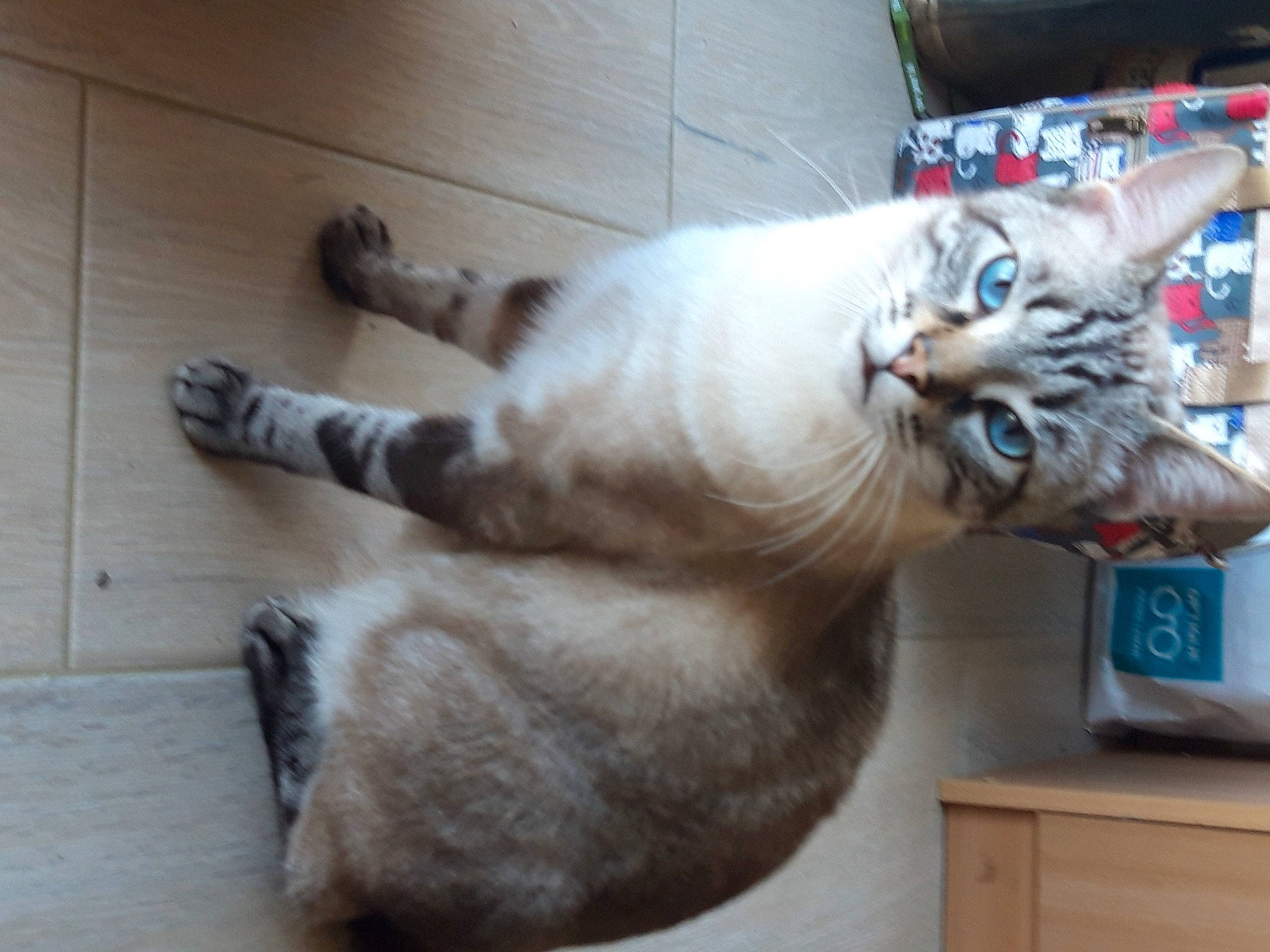 Kaido a rejoint le concours — aidez-le/la à gagner de superbes lots ! cabinetry, carnivore, cat, claw, countertop, cupboard, domestic_short_haired_cat, drawer, fang, felidae, flooring, fur, home_appliance, kitchen_appliance, paw, small_to_medium_sized_cats, tail, vehicle, whiskers, wood