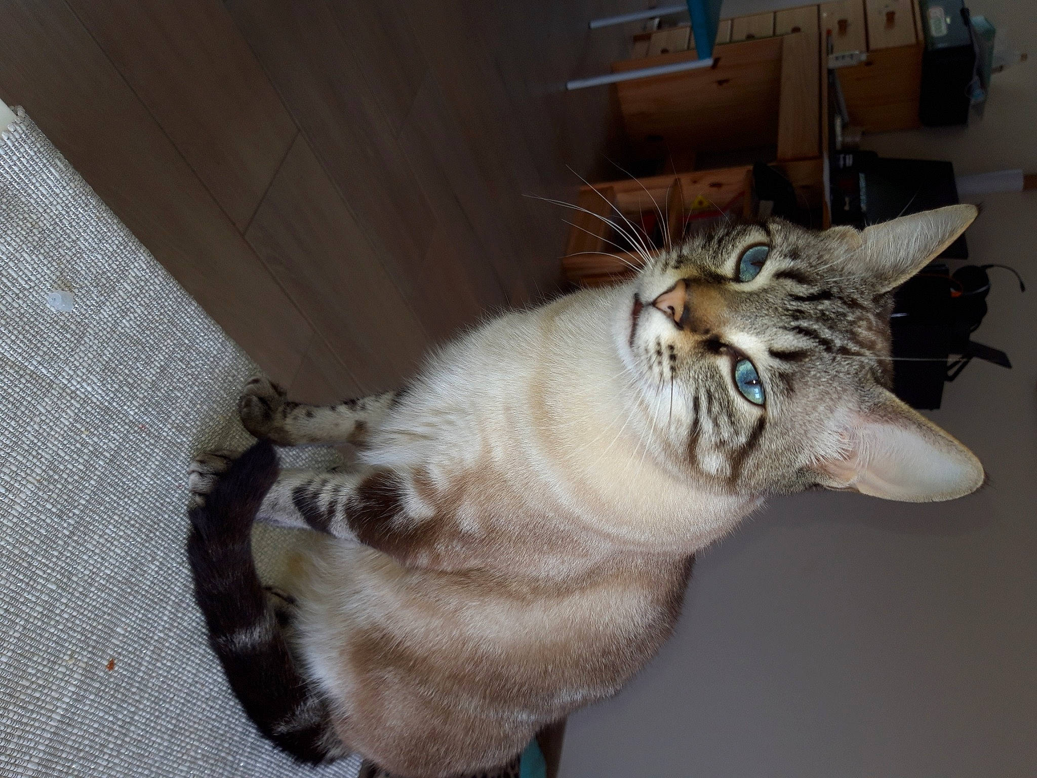 Kaido participe au concours pour gagner de l'argent avec cette photo : carnivore, cat, claw, domestic_short_haired_cat, door, fang, felidae, flooring, fur, hardwood, jaw, paw, small_to_medium_sized_cats, snout, tail, terrestrial_animal, tile_flooring, vehicle, whiskers, wood