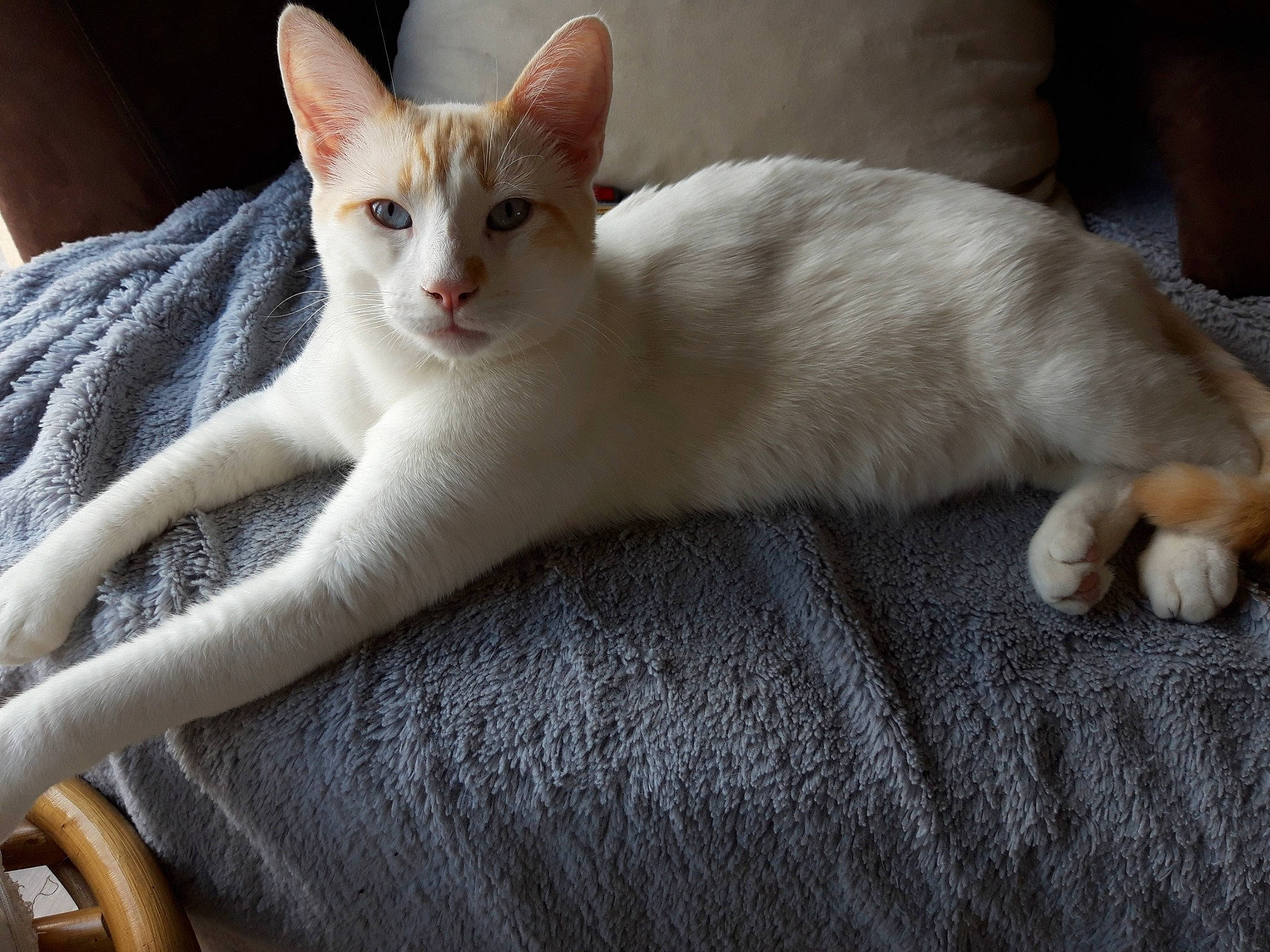 Gumball participe au concours pour gagner de l'argent avec cette photo : carnivore, cat, claw, comfort, couch, domestic_short_haired_cat, eye, fawn, felidae, foot, fur, paw, small_to_medium_sized_cats, tail, terrestrial_animal, whiskers, wood