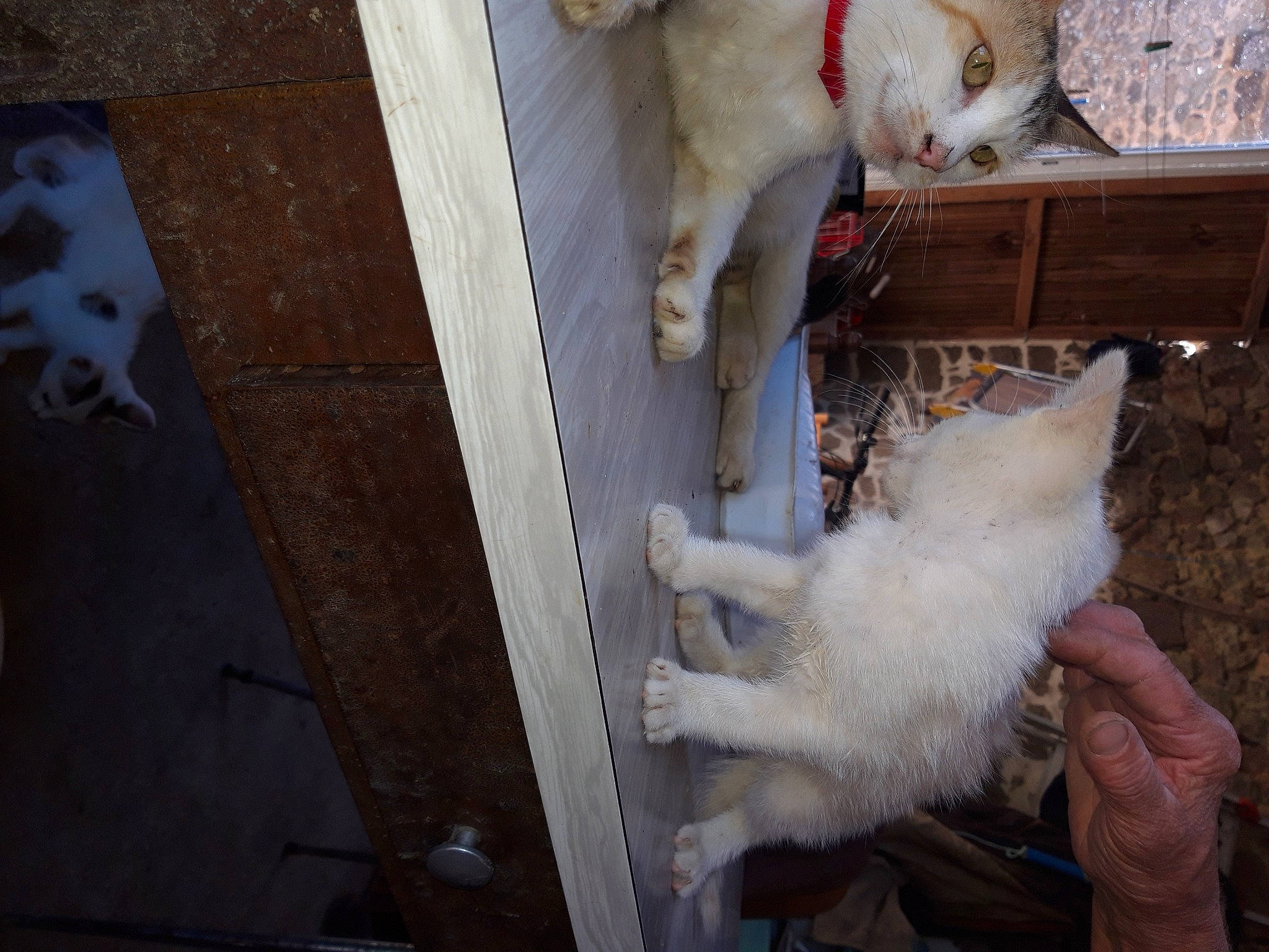 Gumball a rejoint le concours — aidez-le/la à gagner de superbes lots ! canidae, carnivore, cat, dog_breed, felidae, fur, small_to_medium_sized_cats, tail, turkish_angora