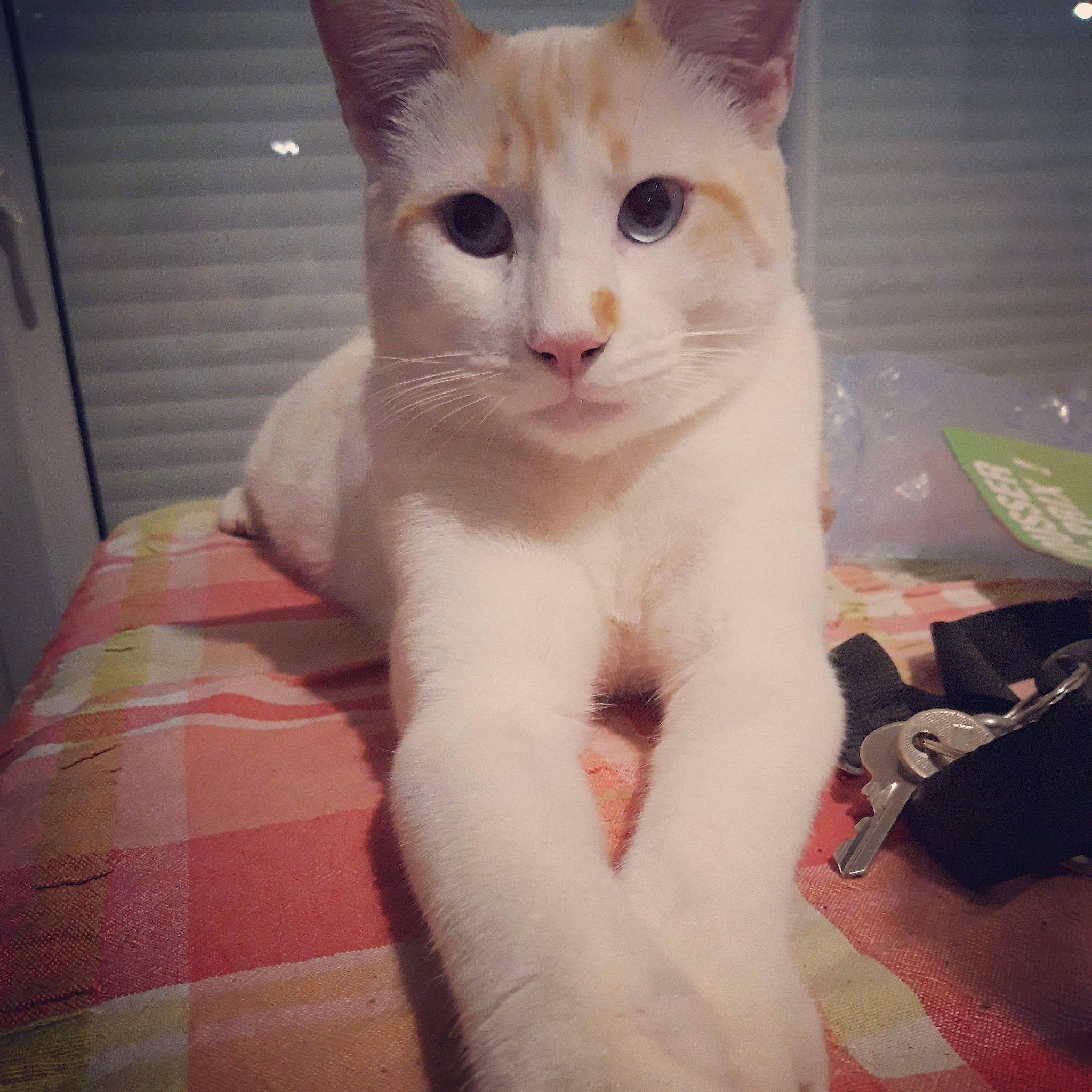 Gumball a rejoint le concours — aidez-le/la à gagner de superbes lots ! carnivore, cat, chest, comfort, domestic_short_haired_cat, ear, eye, fawn, felidae, fur, head, iris, jaw, nose, paw, small_to_medium_sized_cats, snout, tail, trunk, whiskers