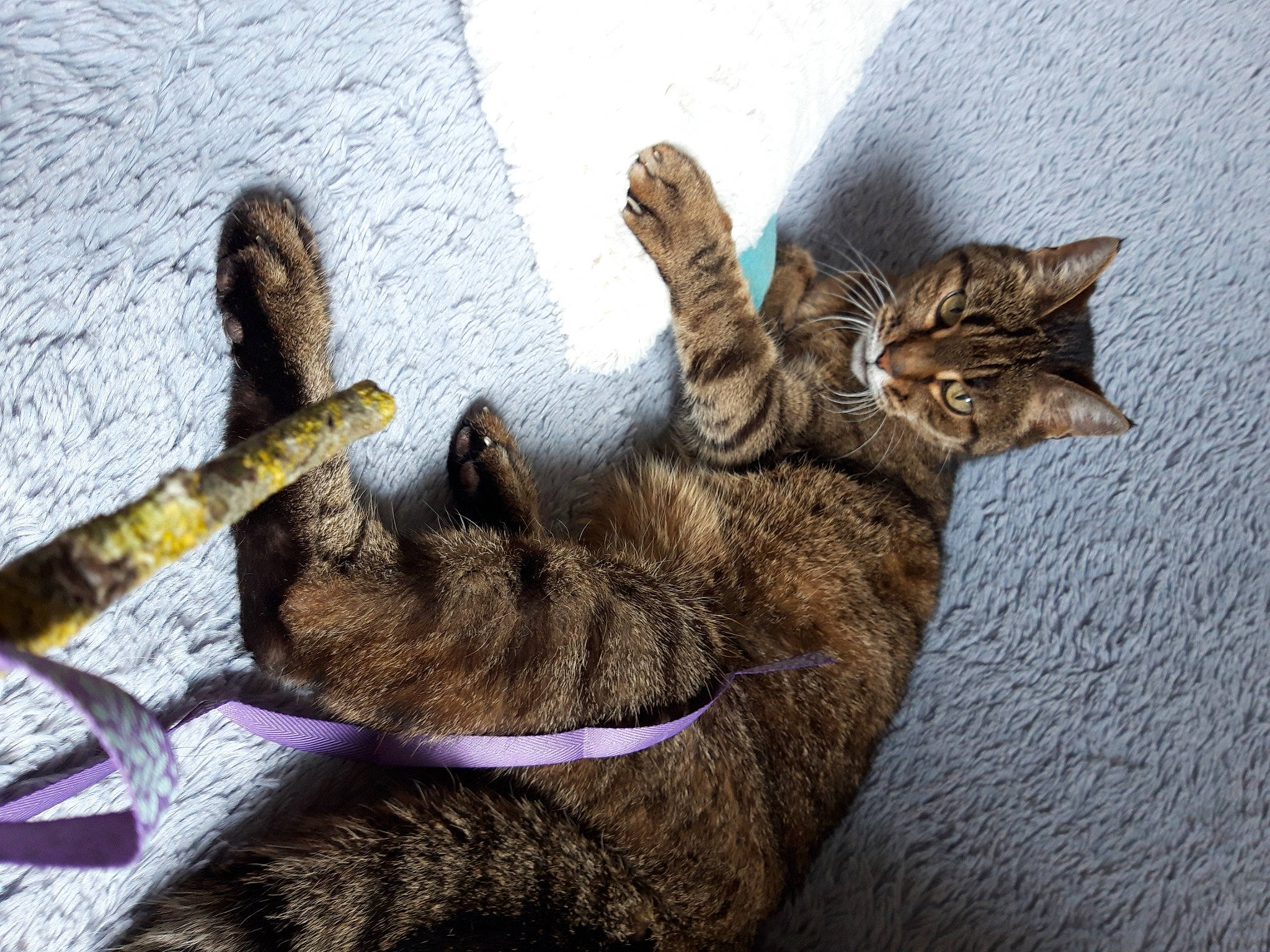 Lili a rejoint le concours — aidez-le/la à gagner de superbes lots ! asian, california_spangled, carnivore, cat, claw, domestic_short_haired_cat, dragon_li, european_shorthair, felidae, fur, kitten, ocicat, paw, pixie_bob, small_to_medium_sized_cats, tabby_cat, tail, toyger, whiskers, wild_cat