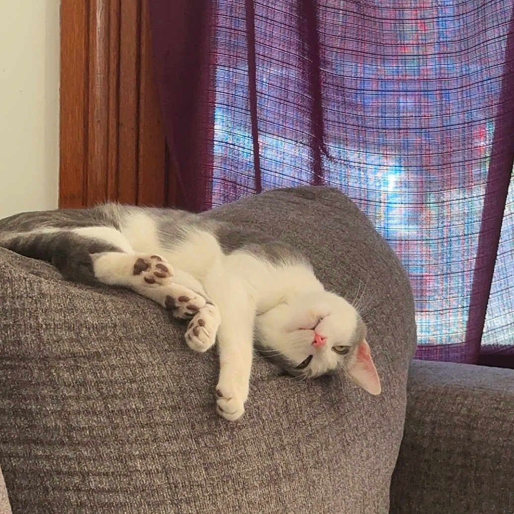 Machine Gun Kitty is registered to the contest to win money with this photo: cat, couch, cozy, curtains, feline, fur, gray_cat, gray_couch, home, indoor, lounging, paw, pet, purple_curtains, relaxed, resting, soft_light, upside_down, white_cat, window