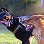 animal, black_dog, canine, collar, daylight, dog, expression, funny, fur, golden_dog, grass, happy, harness, motion, nature, outdoor, pet, playing, running, tongue_out