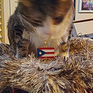 Speedy is registered to the contest to win money with this photo: cat, feline, pet, necklace, pendant, puerto_rico_flag, flag, fuzzy_bed, fur, motion_blur, blurred, indoor, home, shelf, framed_art, louvered_doors, toys, decor, closeup, portrait
