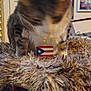 cat, feline, pet, necklace, pendant, puerto_rico_flag, flag, fuzzy_bed, fur, motion_blur, blurred, indoor, home, shelf, framed_art, louvered_doors, toys, decor, closeup, portrait