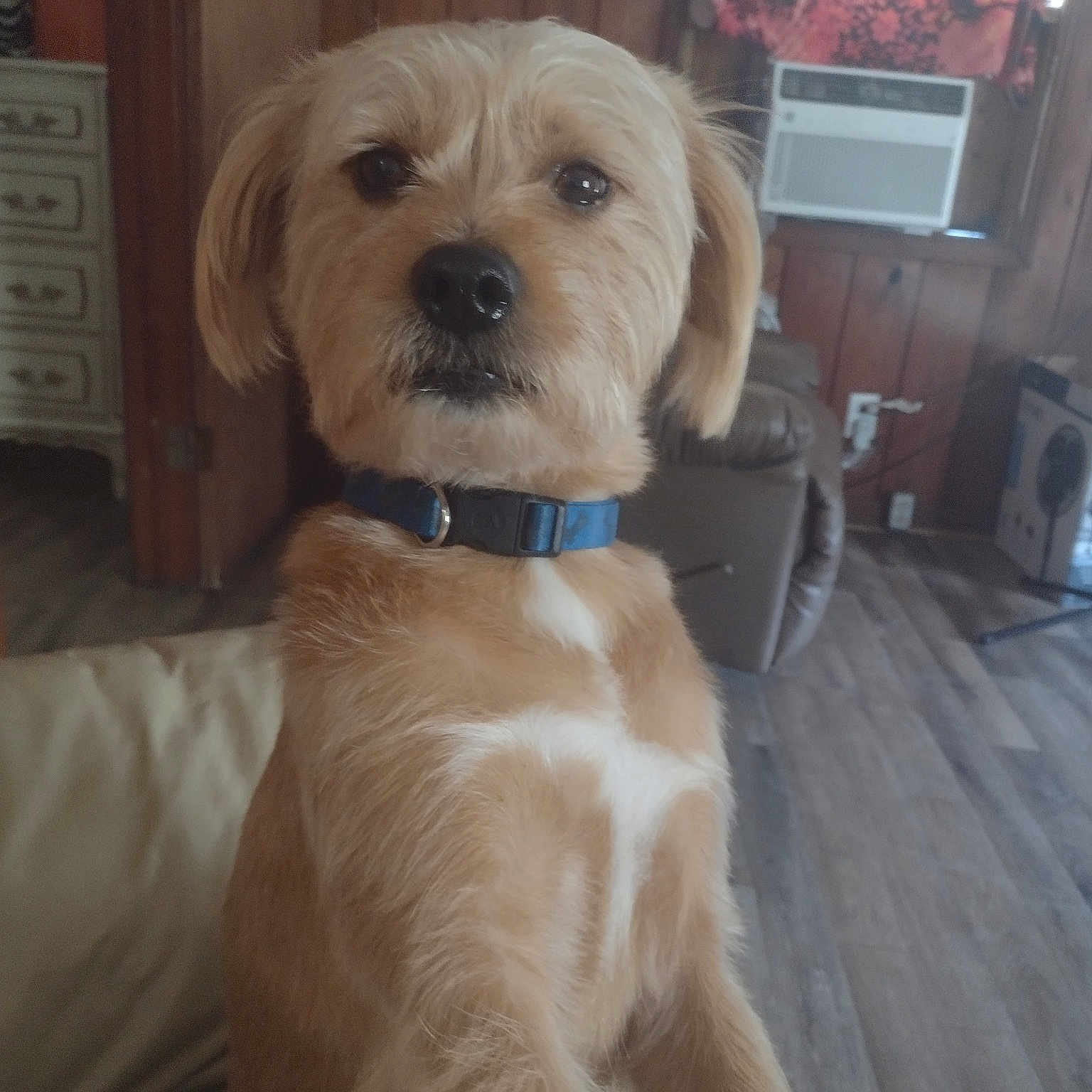 Scrappy