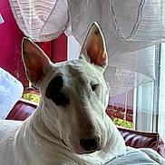 Kaiser participe au concours pour gagner de l'argent avec cette photo : dog, bull_terrier, white_dog, black_patch, pet, indoor, window, curtains, cushion, relaxed, seated, closeup, animal, ears_up, fur, domestic_animal, natural_light, resting, portrait, house