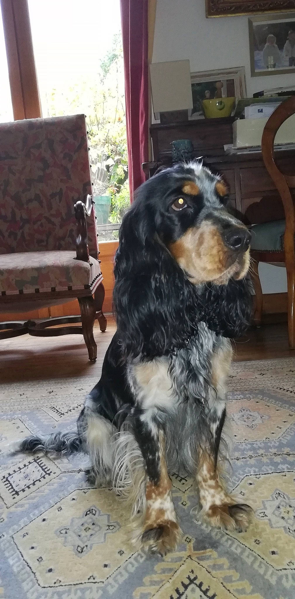 Olympe participe au concours pour gagner de l'argent avec cette photo : canidae, carnivore, chair, cocker_spaniel, companion_dog, curtain, dog, dog_breed, fur, furniture, hardwood, houseplant, liver, plant, snout, spaniel, sporting_group, tail, working_animal, working_dog