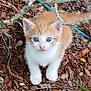 Cremesicle is registered to the contest to win money with this photo: kitten, cat, orange_cat, white_cat, outdoor, mulch, leaves, branch, hose, curious, small_animal, young_cat, pet, animal, nature, fur, whiskers, blue_eyes, ground, garden
