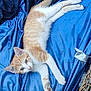 Cremesicle joined the competition — help win amazing prizes! cat, kitten, orange_cat, white_cat, lying_down, blue_fabric, blanket, pet, animal, fur, cute, small, whiskers, paw, relaxed, indoor, cozy, basket, closeup, curious
