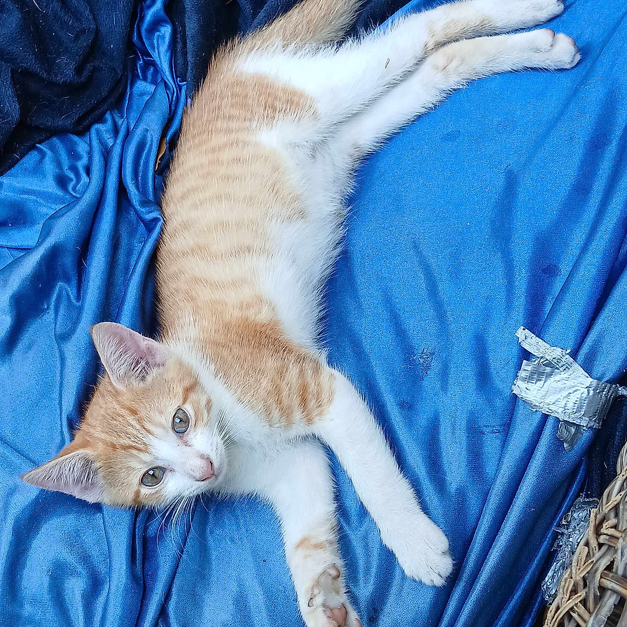 Cremesicle joined the competition — help win amazing prizes! animal, basket, blanket, blue_fabric, cat, closeup, cozy, curious, cute, fur, indoor, kitten, lying_down, orange_cat, paw, pet, relaxed, small, whiskers, white_cat