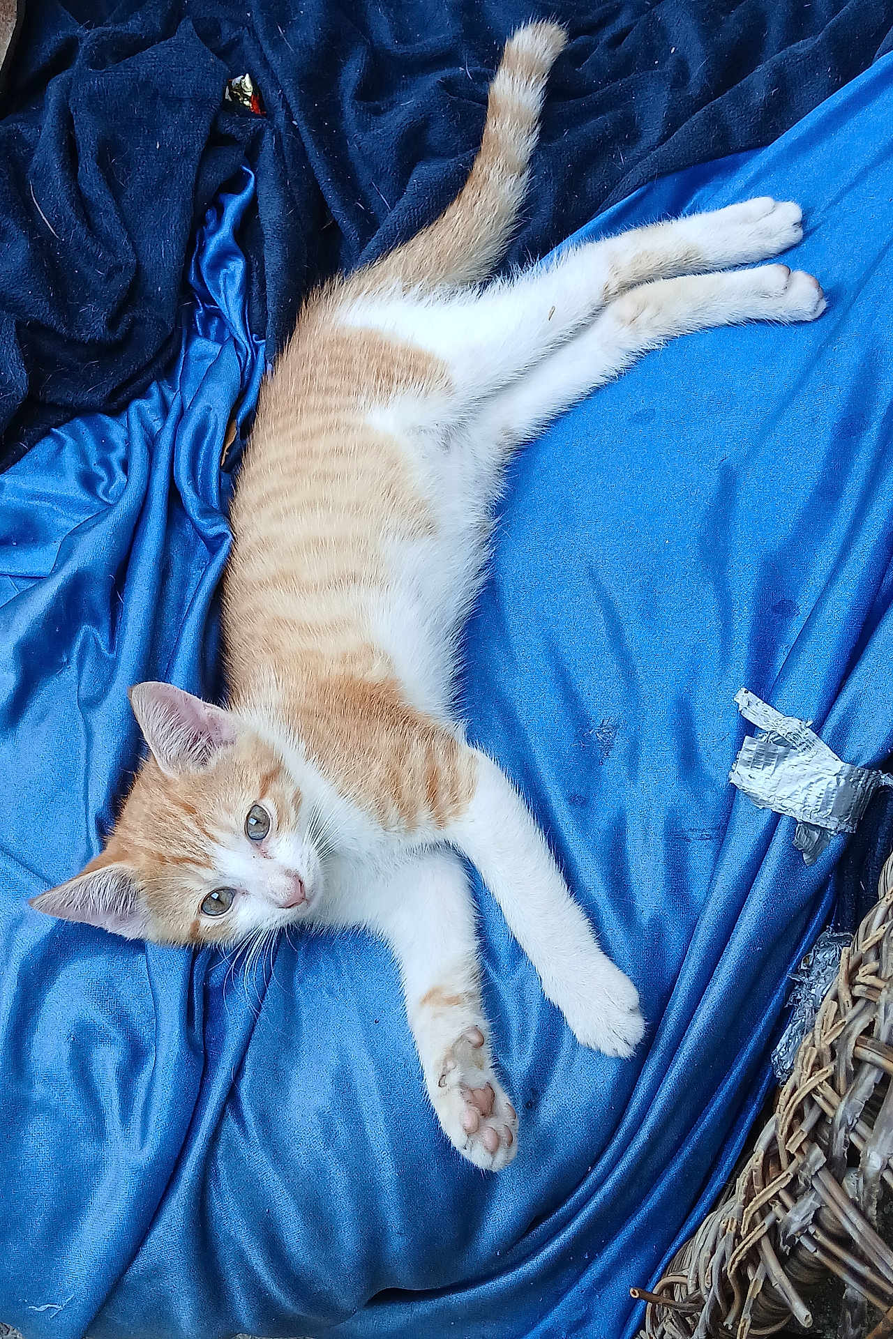 Cremesicle joined the competition — help win amazing prizes! cat, kitten, orange_cat, white_cat, lying_down, blue_fabric, blanket, pet, animal, fur, cute, small, whiskers, paw, relaxed, indoor, cozy, basket, closeup, curious