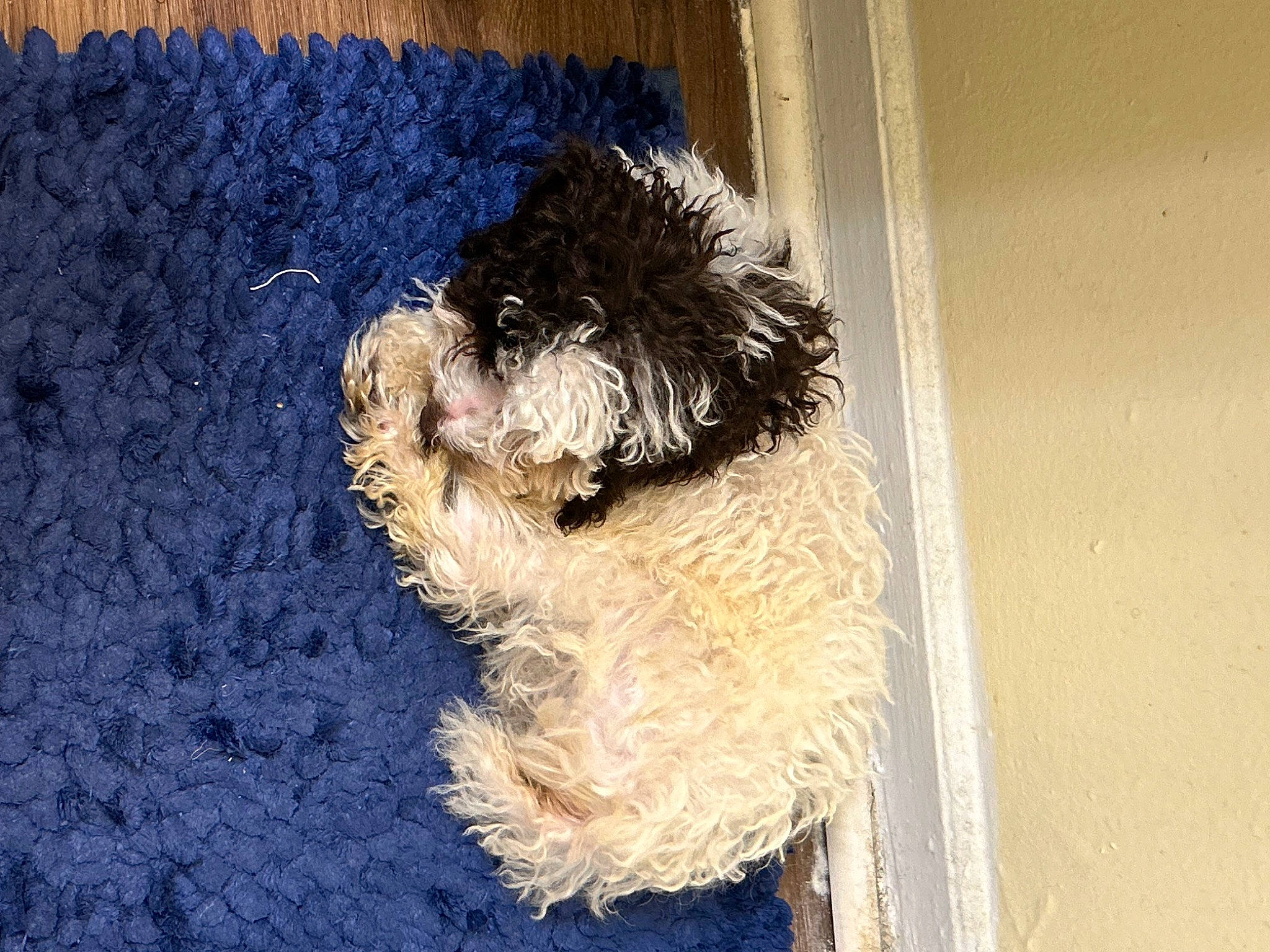 Hermès joined the competition — help win amazing prizes! canidae, carnivore, companion_dog, dog, dog_breed, fur, labradoodle, maltepoo, non_sporting_group, poodle, small_terrier, snout, sporting_group, terrier, toy_dog, water_dog, working_animal