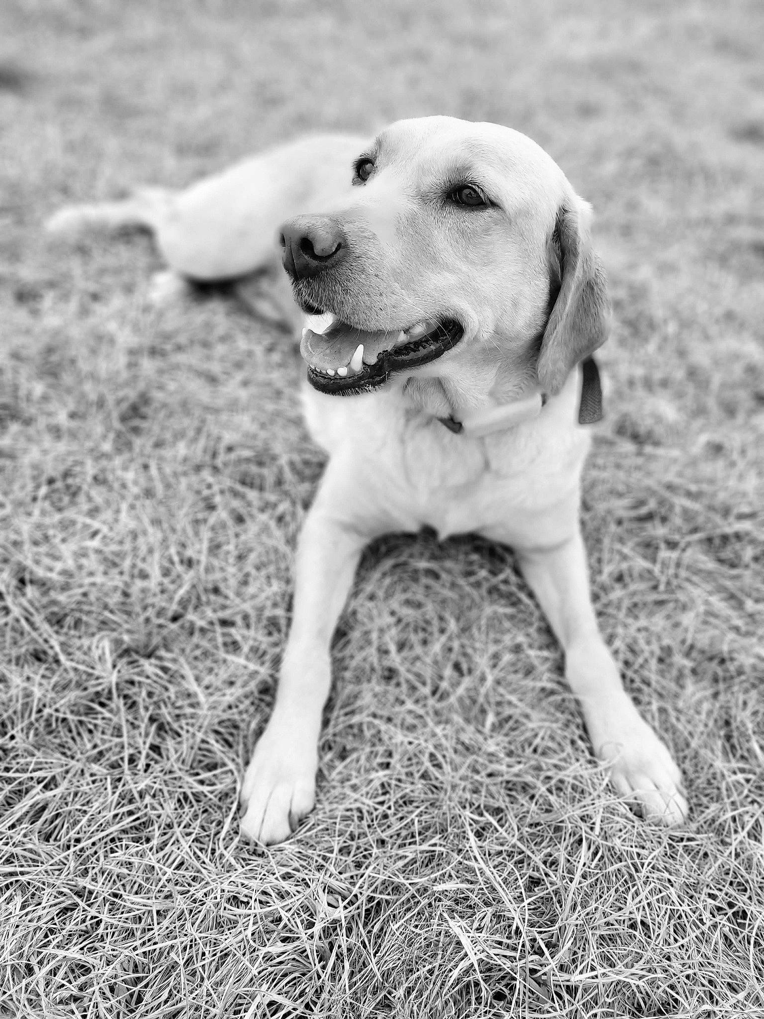 Bella joined the competition — help win amazing prizes! black_and_white, carnivore, collar, companion_dog, dog, dog_breed, dog_collar, fawn, grass, happy, mammal, monochrome, monochrome_photography, plant, retriever, snout, street_dog, style, tail, whiskers