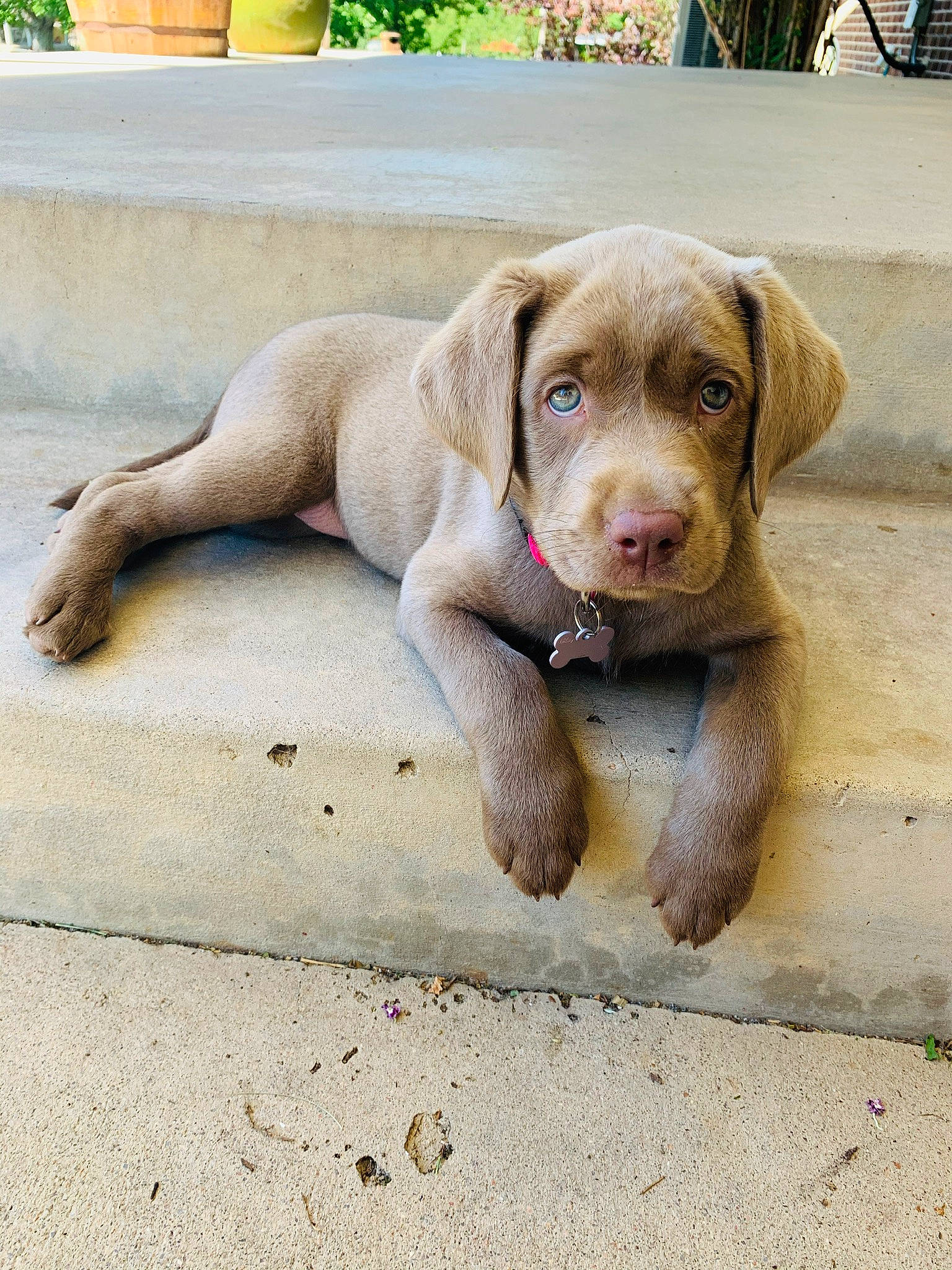 Aspen is registered to the contest to win money with this photo: canidae, carnivore, collar, companion_dog, dog, dog_breed, dog_collar, fawn, gun_dog, leash, liver, paw, pet_supply, plant, pointing_breed, road_surface, sporting_group, terrestrial_animal, working_animal, wrinkle