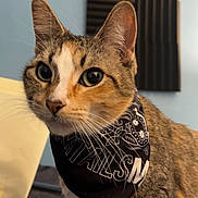 Carmela Felincinni joined the competition — help win amazing prizes! cat, tabby, bandana, indoor, pet, animal, curious, ears, whiskers, fur, closeup, portrait, soundproofing, foam_panels, wall, feline, cute, domestic_cat, attention, eyes