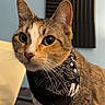 cat, tabby, bandana, indoor, pet, animal, curious, ears, whiskers, fur, closeup, portrait, soundproofing, foam_panels, wall, feline, cute, domestic_cat, attention, eyes