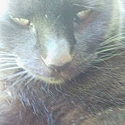 Cammykitten joined the competition — help win amazing prizes! animal, black_cat, blur, cat, close_up, cute, domestic_animal, eyes, face, feline, fur, furry, indoor, mammal, nose, overexposed, pet, portrait, soft, whiskers