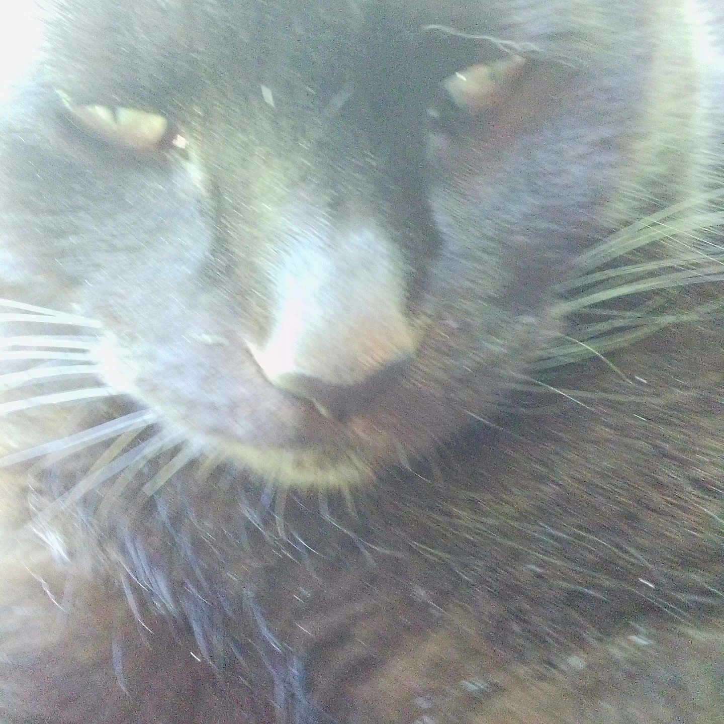 Cammykitten joined the competition — help win amazing prizes! animal, black_cat, blur, cat, close_up, cute, domestic_animal, eyes, face, feline, fur, furry, indoor, mammal, nose, overexposed, pet, portrait, soft, whiskers