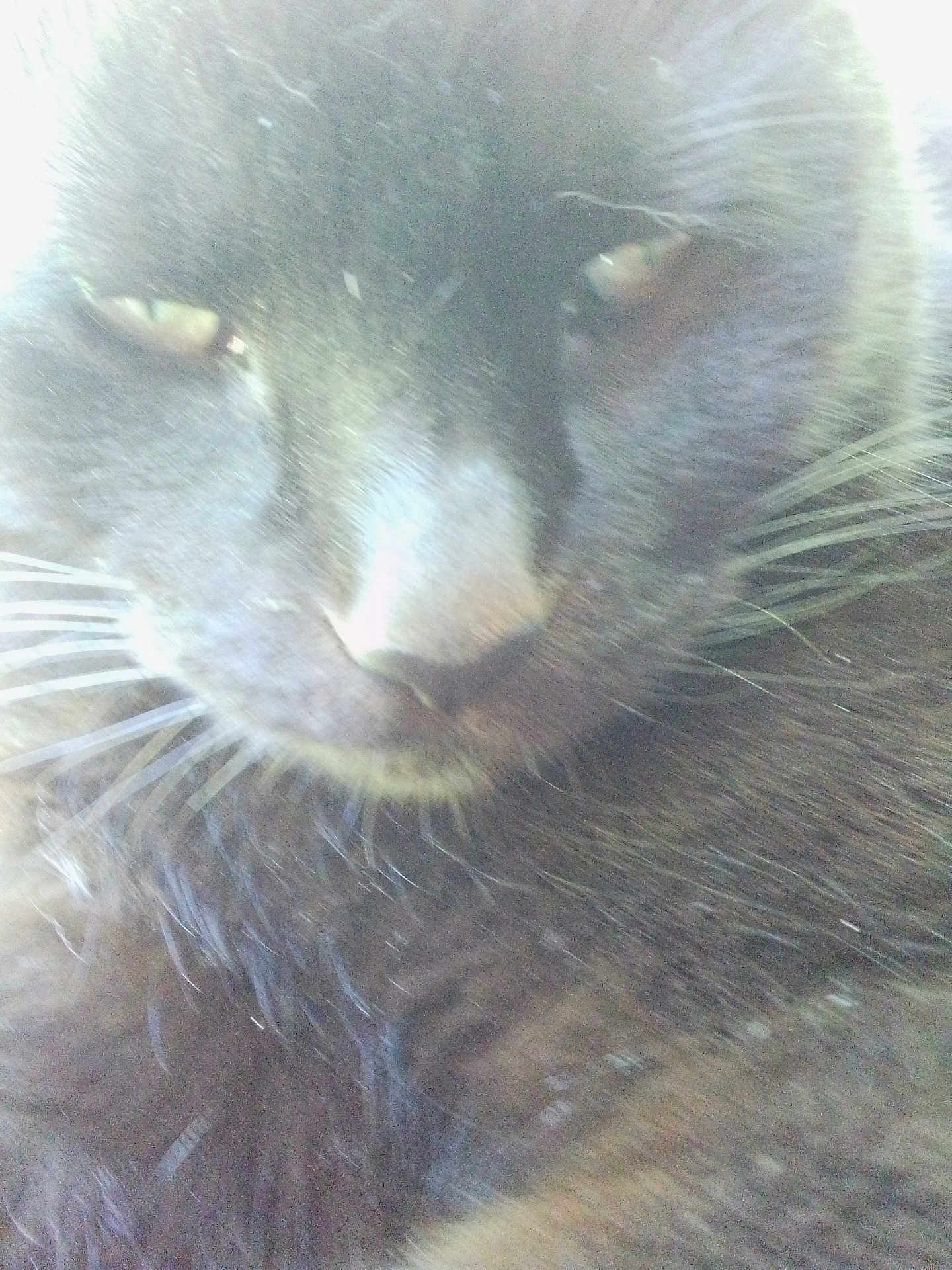 Cammykitten joined the competition — help win amazing prizes! animal, black_cat, blur, cat, close_up, cute, domestic_animal, eyes, face, feline, fur, furry, indoor, mammal, nose, overexposed, pet, portrait, soft, whiskers