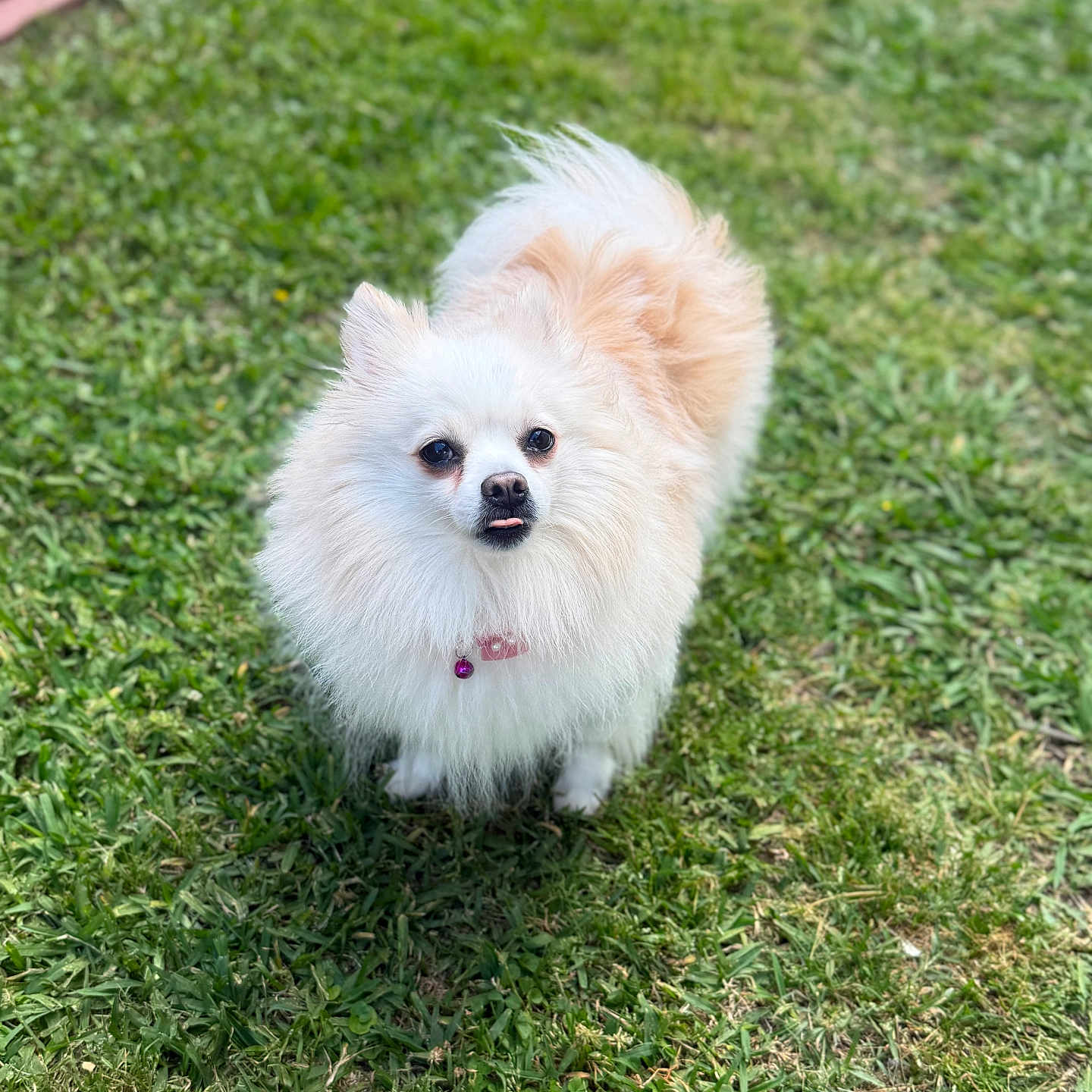 Bella