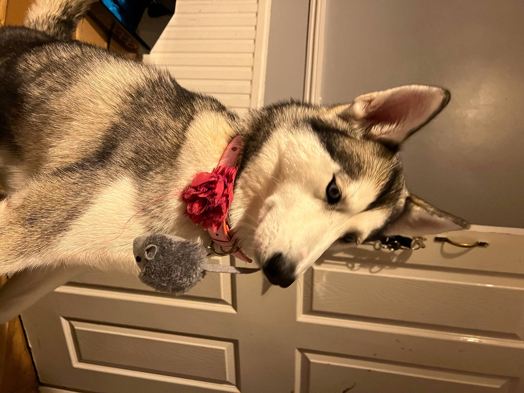 Skye joined the competition — help win amazing prizes! canidae, canis, carnivore, companion_dog, dog, dog_breed, fawn, fur, grey, sled_dog, small_to_medium_sized_cats, snout, sporting_group, tail, terrestrial_animal, whiskers, wildlife, wolf, wood, working_animal