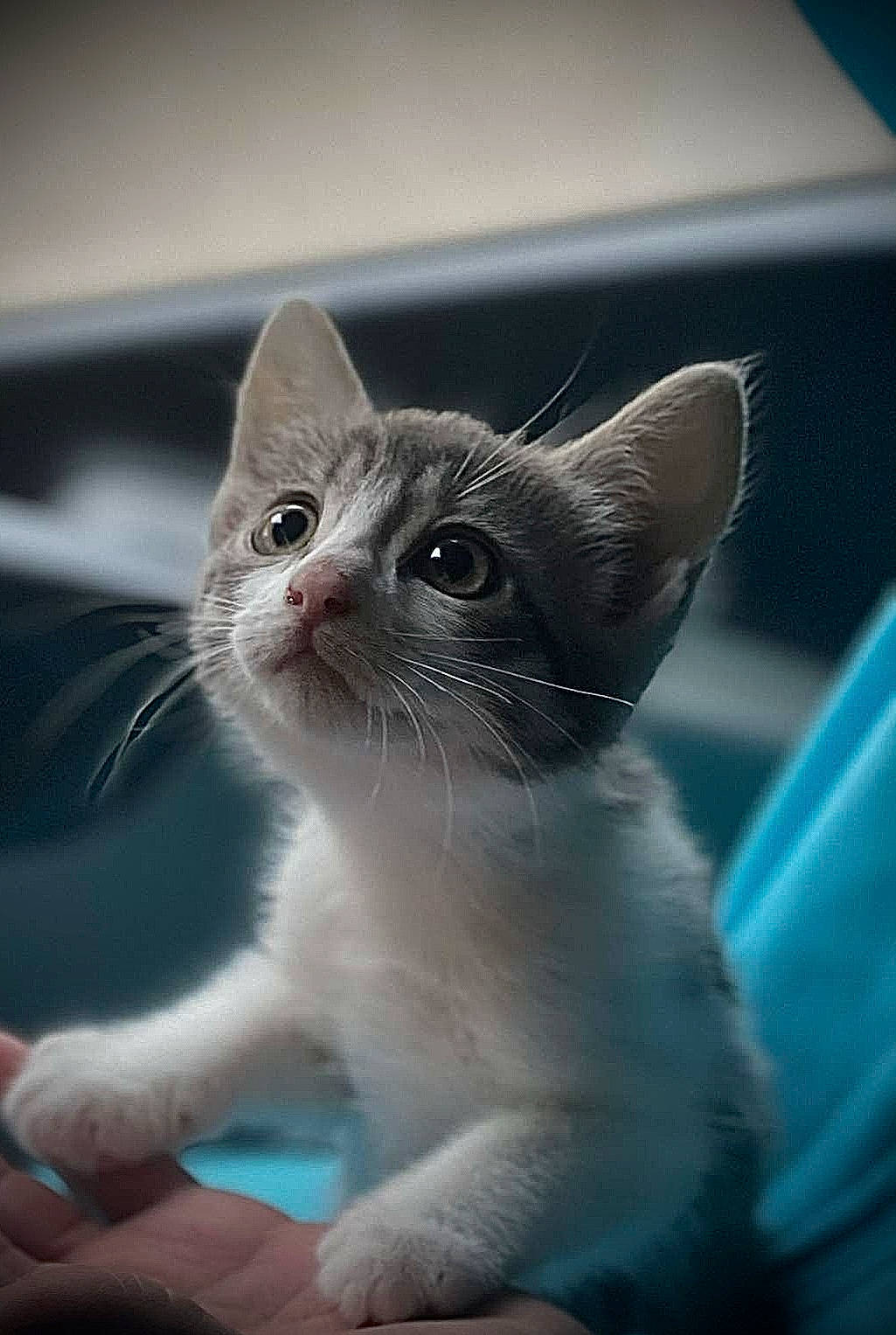 Molly participe au concours pour gagner de l'argent avec cette photo : carnivore, cat, close_up, domestic_short_haired_cat, felidae, fur, paw, small_to_medium_sized_cats, snout, whiskers, window