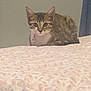 animal, bedspread, cat, collar, curious, curtain, cute, domestic_cat, feline, floral_pattern, home, indoor, kitten, looking, pet, resting, small_animal, soft_light, tabby, young