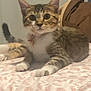 Aria joined the competition — help win amazing prizes! animal, bed, blanket, cat, collar, curious, cute, domestic, ears, feline, fur, indoor, kitten, paws, pet, resting, soft, tabby, whiskers, young