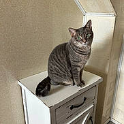 Luna joined the competition — help win amazing prizes! animal, cabinet, cat, curious, domestic_cat, ears, face, feline, floor_scale, furniture, gray_tabby, green_eyes, household, indoor, pet, sitting, tail, whiskers, white_paint, wooden