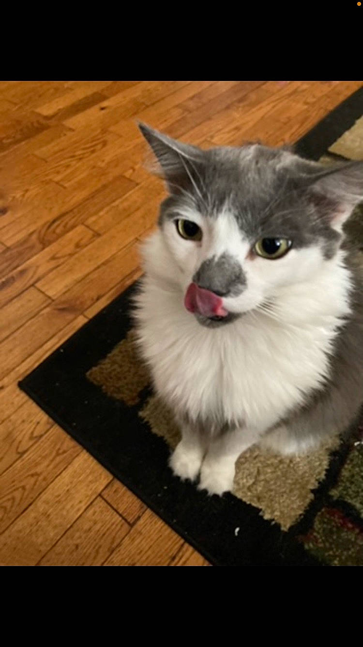 Pudge is registered to the contest to win money with this photo: carnivore, cat, companion_dog, domestic_short_haired_cat, eye, felidae, flooring, fur, hardwood, iris, paw, plank, small_to_medium_sized_cats, snout, tail, varnish, whiskers, wood, wood_flooring, wood_stain