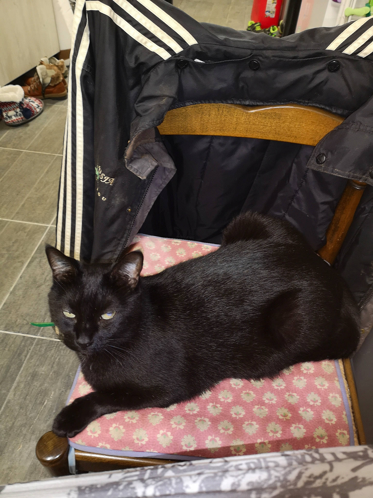 Haribo a rejoint le concours — aidez-le/la à gagner de superbes lots ! bag, baggage, black_cat, bombay, carnivore, cat, comfort, domestic_short_haired_cat, fashion_accessory, felidae, fur, grey, linens, luggage_and_bags, room, sitting, small_to_medium_sized_cats, snout, tail, whiskers