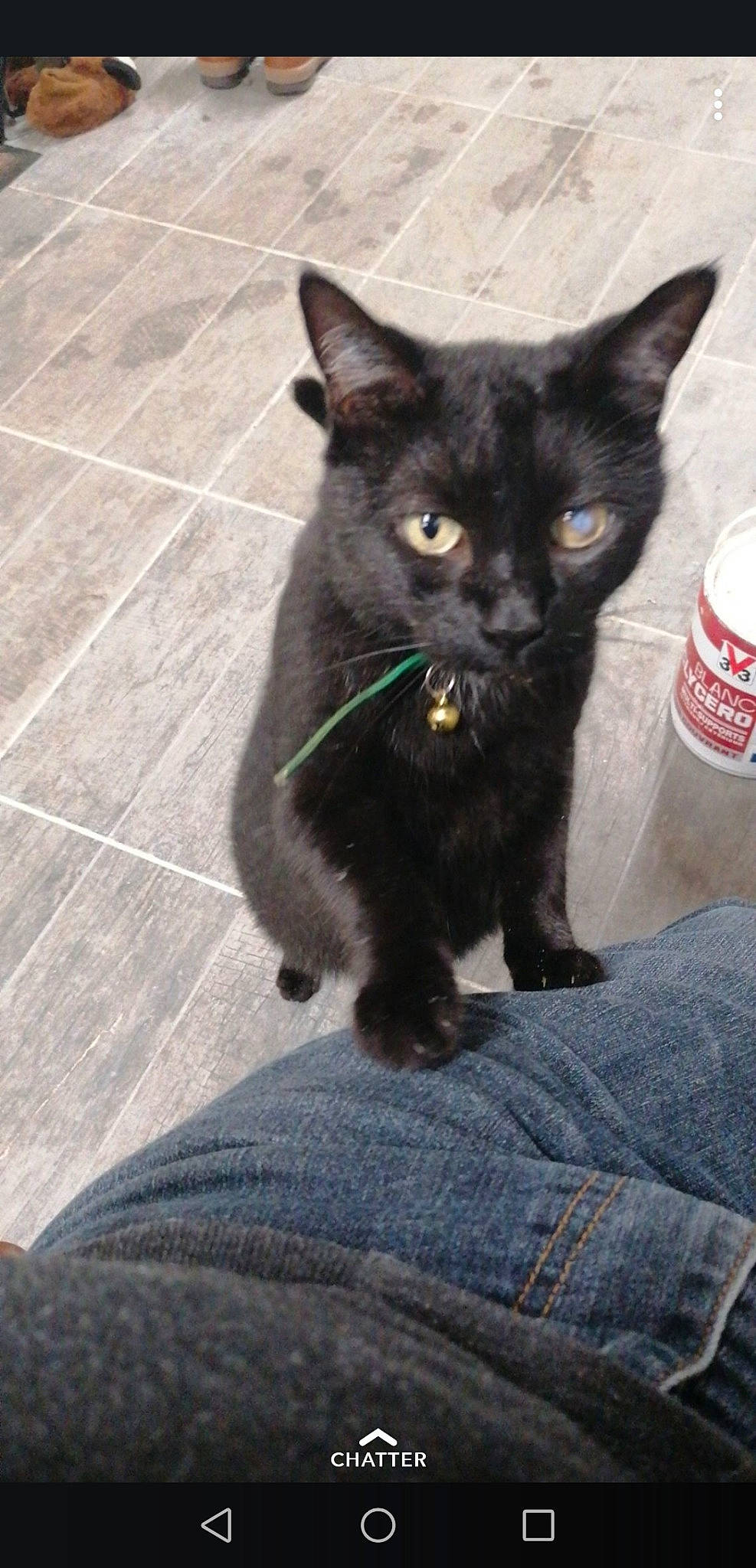 Haribo a rejoint le concours — aidez-le/la à gagner de superbes lots ! aluminum_can, beverage_can, black_cat, bombay, carbonated_soft_drinks, carnivore, cat, coca_cola, cola, domestic_short_haired_cat, drink, felidae, grey, logo, small_to_medium_sized_cats, snout, soft_drink, tail, tin_can, whiskers