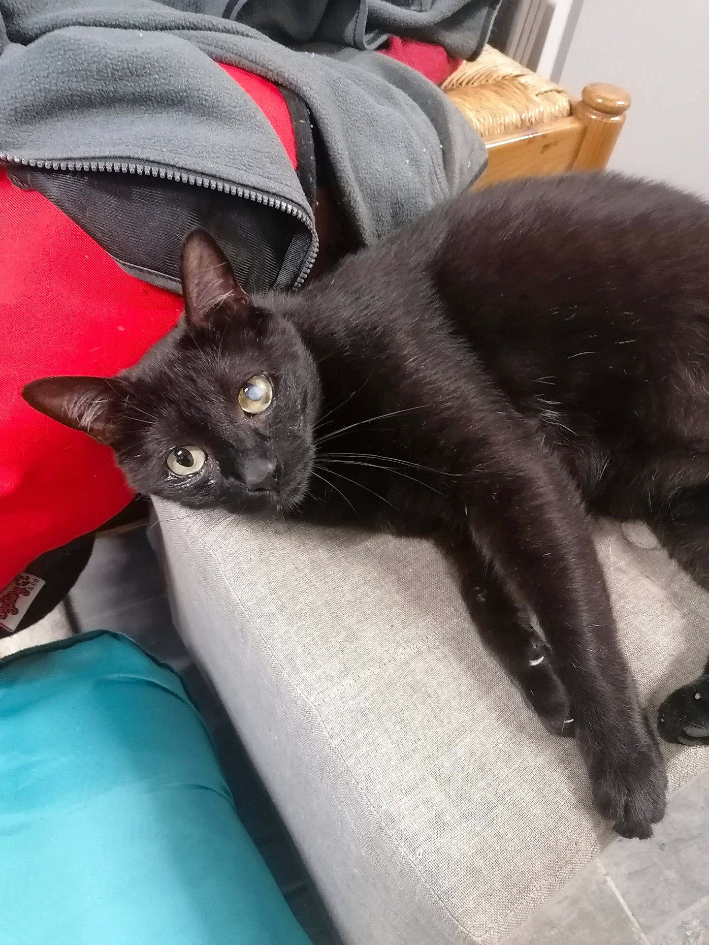 Haribo participe au concours pour gagner de l'argent avec cette photo : black_cat, bombay, carmine, carnivore, cat, claw, comfort, domestic_short_haired_cat, felidae, fur, grey, havana_brown, lap, nap, plant, small_to_medium_sized_cats, snout, tail, whiskers