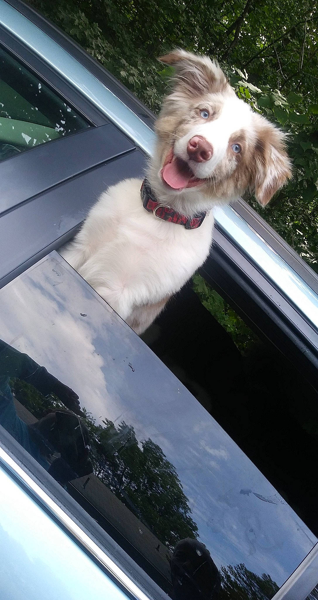 Whiskey joined the competition — help win amazing prizes! auto_part, automotive_exterior, automotive_lighting, automotive_window_part, car, carnivore, companion_dog, dog, dog_breed, dog_collar, door, family_car, glass, hood, motor_vehicle, personal_luxury_car, vehicle, vehicle_door, windshield, working_animal