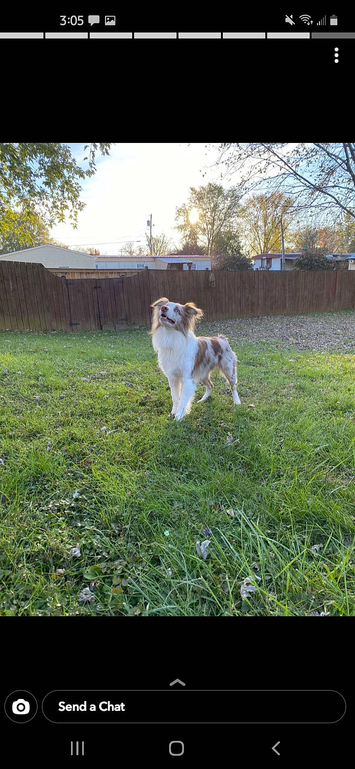 Whiskey joined the competition — help win amazing prizes! canidae, carnivore, cloud, companion_dog, dog, dog_breed, fawn, fence, grass, grassland, lawn, line, meadow, pasture, plant, sky, sporting_group, tail, tree, working_dog