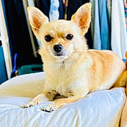 Ryta participe au concours pour gagner de l'argent avec cette photo : dog, small_dog, light_tan, ears, pillow, indoor, clothes, clothing_rack, relaxed, pet, fur, cute, companion, animal, domestic, furniture, resting, portrait, canine, home