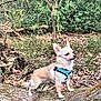 Ryta participe au concours pour gagner de l'argent avec cette photo : dog, small_dog, chihuahua, harness, log, forest, trees, leaves, nature, outdoor, moss, bark, canine, animal, standing, alert, sunlight, woodland, greenery, pet