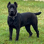 Er is registered to the contest to win money with this photo: dog, black_dog, chain_collar, grass, outdoor, pet, animal, alert, standing, canine, portrait, nature, field, fur, ears, tail, muzzle, collar, watchful, park