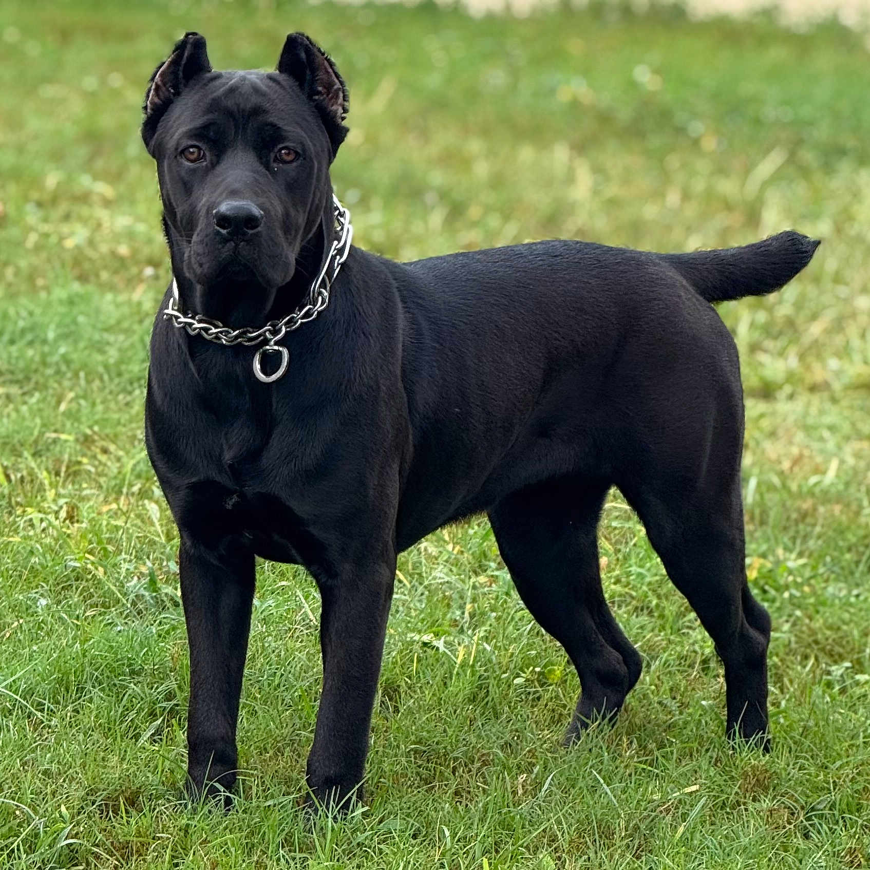 Er is registered to the contest to win money with this photo: alert, animal, black_dog, canine, chain_collar, collar, dog, ears, field, fur, grass, muzzle, nature, outdoor, park, pet, portrait, standing, tail, watchful