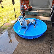 Jasper is registered to the contest to win money with this photo: backyard, blue, brick_wall, canine, concrete, daytime, dog, grass, leisure, outdoor, patio, pet, pool, potted_plant, relaxing, shade, steps, summer, sunlight, water
