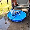 backyard, blue, brick_wall, canine, concrete, daytime, dog, grass, leisure, outdoor, patio, pet, pool, potted_plant, relaxing, shade, steps, summer, sunlight, water