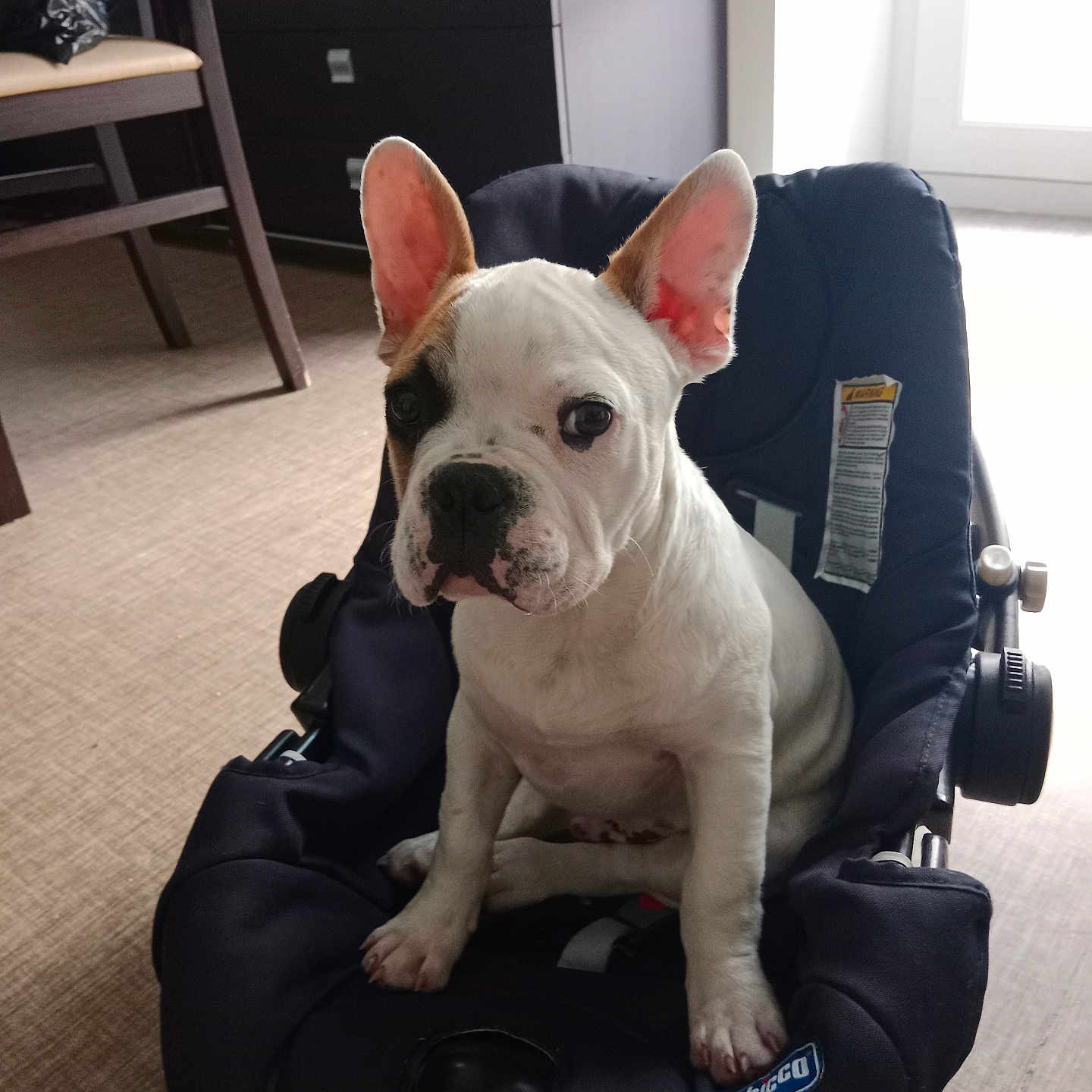 Vasco participe au concours pour gagner de l'argent avec cette photo : animal, armchair, bostonbull, boxer, bulldog, canine, chair, couch, cushion, dog, drawer, frenchbulldog, furniture, pet, pitbull, policedog, puppy, sphere, terrier, whitedog