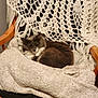 animal, blanket, cat, chair, comfort, cozy, cute, domestic, feline, fur, furry, home, indoor, knitted_throw, pet, relaxation, resting, sleeping, soft, wooden_chair