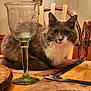 Lucee is registered to the contest to win money with this photo: cat, chair, closeup, cozy, decorative, domestic_animal, etched_glass, fluffy, furniture, glass, goblet, gray_cat, home, indoor, pet, placemat, still_life, table, white_fur, wood