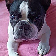 Miss Molly a rejoint le concours — aidez-le/la à gagner de superbes lots ! dog, french_bulldog, pet, black_and_white, close_up, lying_down, pink_blanket, indoor, ears, face, animal, canine, cute, domestic_animal, paws, bedroom, toy, pillow, fur, resting